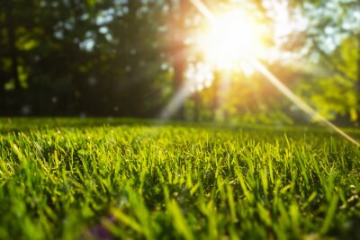 Obraz Zbliżenie na trawę w parku