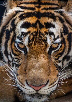 Obraz Zbliżenie na wzrok tygrysa