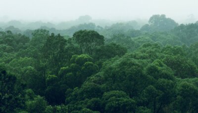 Obraz Zielona dżungla lasu deszczowego