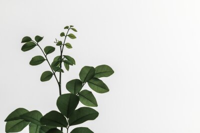 Obraz Zielona roślina ozdobna na białym tle