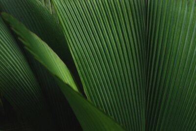 Obraz Zielone liście makro