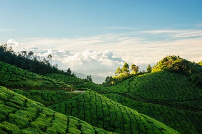 Obraz Zielone wzgórza na plantacji herbaty