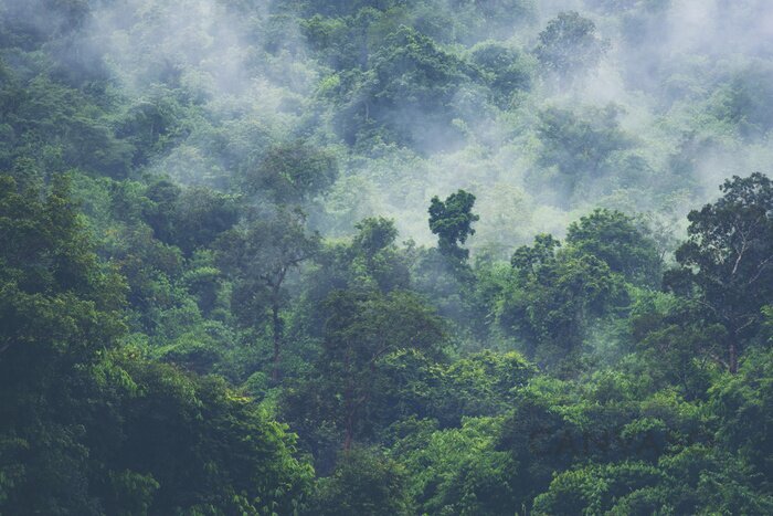 Obraz Zielony las tropikalny otulony poranną mgłą