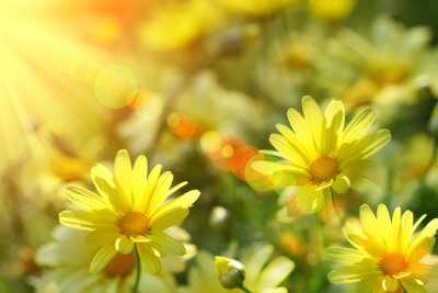 Obraz Żółte kwiaty wśród promieni słonecznych