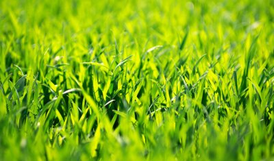 Obraz Żółtozielona trawa
