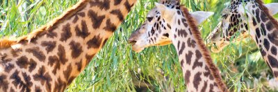 Obraz Żyrafy jedzące liście
